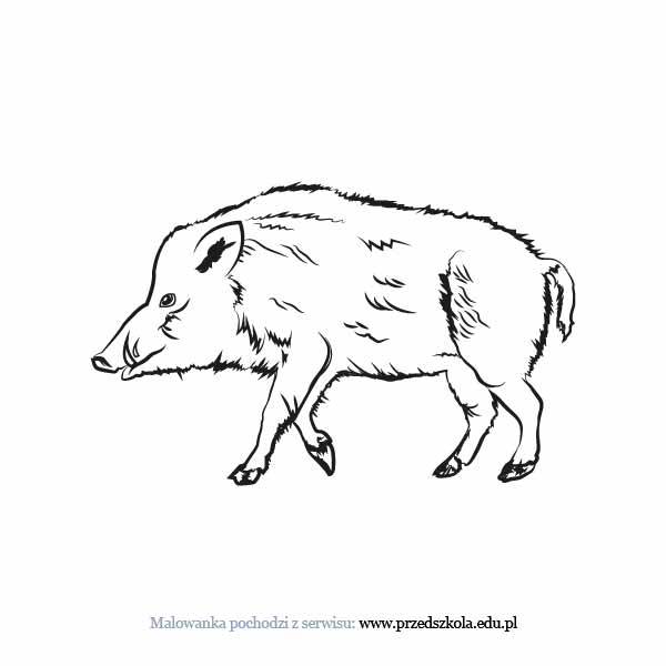 Dzik kolorowanki
